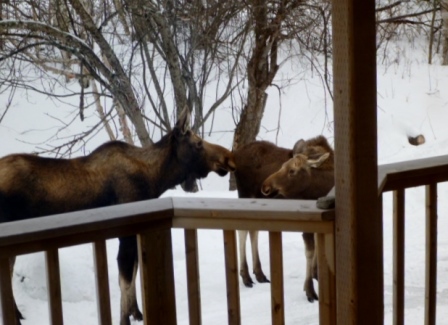 Winter Visitors